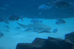 308-3096-FLLW-Georgia-Aquarium-Ocean-Voyage-Fish.jpg