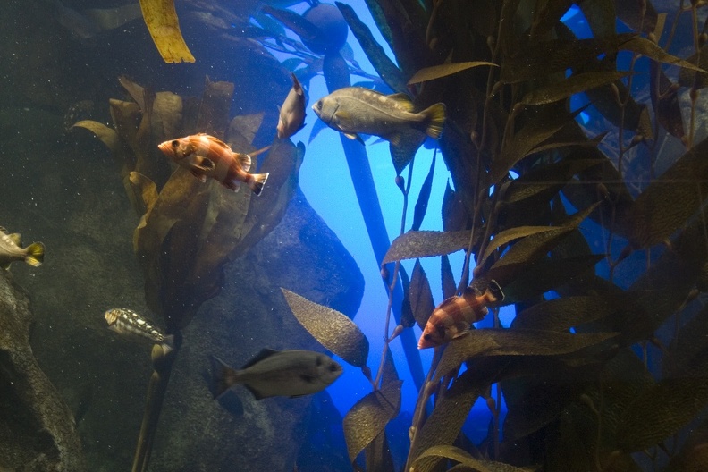 308_3109_FLLW_Georgia_Aquarium_Fish.jpg