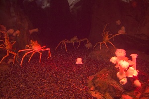 308-3113-FLLW-Georgia-Aquarium-Japanese-Crabs.jpg
