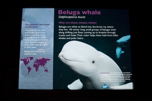308-3327-FLLW-Georgia-Aquarium-Belugas.jpg