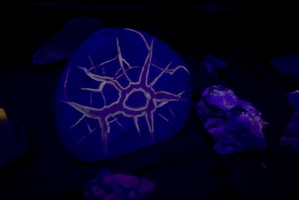 309-8630-Baxter-Springs-Museum-UV-Fluorescent-Minerals.jpg