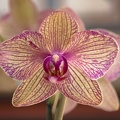 307_5676_Orchids.jpg