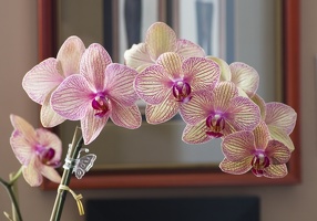 307_5691_Orchids.jpg