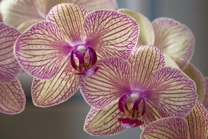 307_5696_Orchids.jpg
