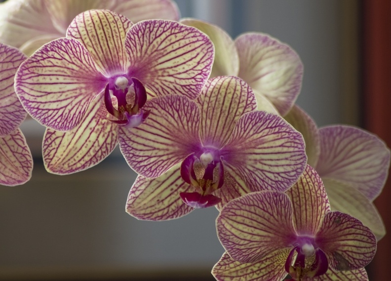 307_5697_Orchids.jpg