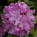 308_3742_Rhododendron.jpg
