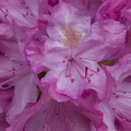 308_3750_Rhododendron.jpg