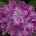 308_3753_Rhododendron.jpg