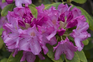 308_3766_Rhododendron.jpg