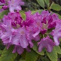 308_3767_Rhododendron.jpg