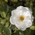 310-0222-Flower