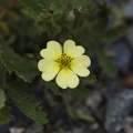 308-8545-Wildflower.jpg