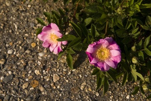308-8829-Shrub-Roses.jpg