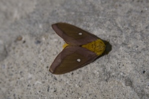 309-0809-Moth.jpg