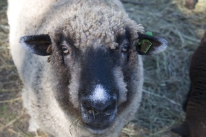 309-1783-Sheep.jpg