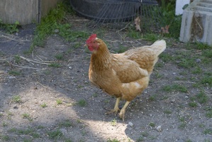 309-1798-Chicken.jpg