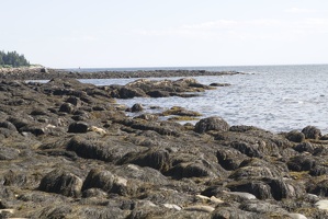 309-2533-Seaweed-on-the-Rocks.jpg