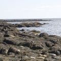 309-2533-Seaweed-on-the-Rocks.jpg