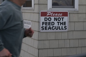 309-3486-Please-Do-Not-Feed-the-Seagulls.jpg