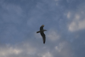 309-3543-Seagull-in-Flight.jpg