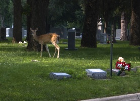 308-7085 Graceland Cemetery Sioux City Iowa: Deer