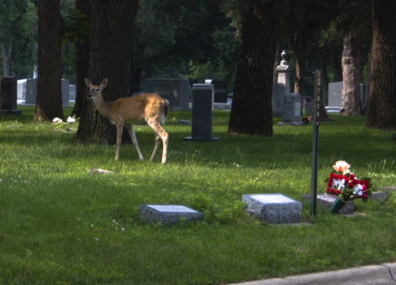 308-7085-Graceland-Cemetery-Sioux-City-Iowa-Deer.jpg