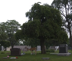 308-7111 Graceland Cemetery Sioux City Iowa: Deer