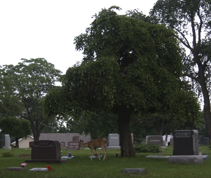308-7111-Graceland-Cemetery-Sioux-City-Iowa-Deer.jpg