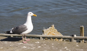 307-9018-SF-Alcatraz-Seagull
