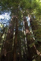 307-7382-Muir-Woods-Redwoods