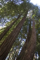 307-7394-Muir-Woods-Redwoods