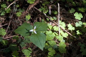 307-7411-Muir-Woods-Flower