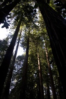 307-7530-Muir-Woods-Redwoods