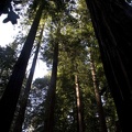 307-7530-Muir-Woods-Redwoods