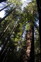 307-7536-Muir-Woods-Redwoods