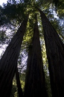 307-7543-Muir-Woods-Redwoods