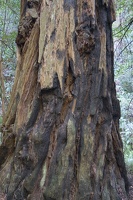 307-7579-Muir-Woods-Redwood