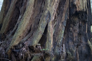 307-7581-Muir-Woods-Redwood