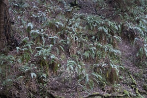 307-7586-Muir-Woods-Ferns