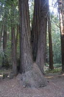 307-7657-Muir-Woods-Redwood-Burl