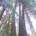 307-7659-Muir-Woods-Redwoods