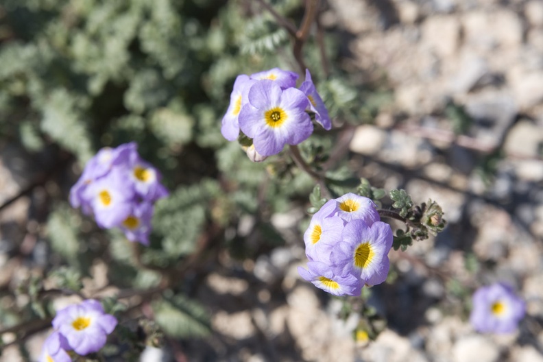 310-2270-Death-Valley-Wildflowers.jpg