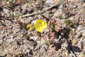 310-2273-Death-Valley-Wildflowers.jpg