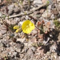 310-2273-Death-Valley-Wildflowers.jpg