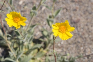 310-2607-Death-Valley-Wildflowers.jpg