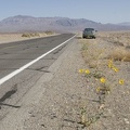 310-2633-Death-Valley-Wildflowers.jpg