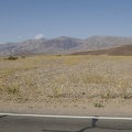 310-2642-Death-Valley-Wildflowers.jpg