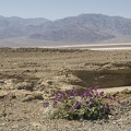 310-2906-Death-Valley-Wildflowers.jpg