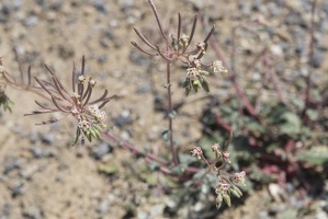 310-2911-Death-Valley-Wildflowers.jpg