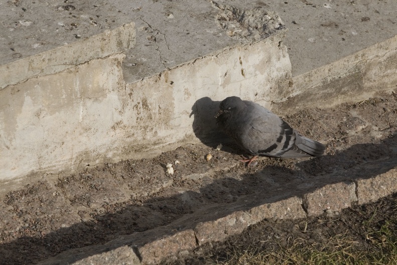 311-6006-Tallinn-Blind-Pigeon.jpg